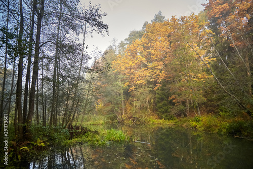 Autumn landscape. Morning foggy forest with yellow foliage, calm swamp river. Nature in Belarus