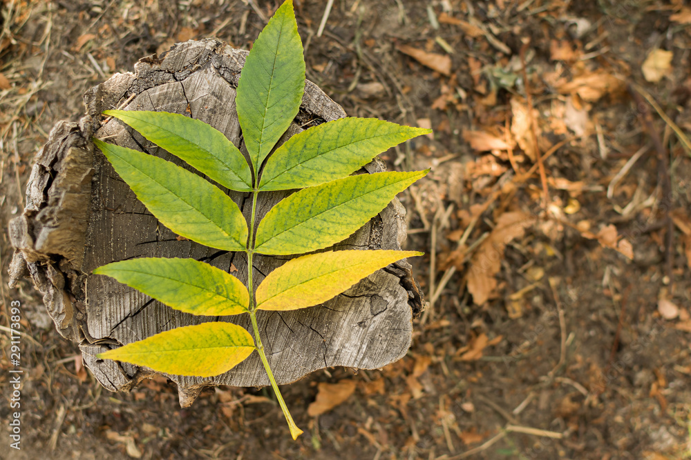 A yellow-green plant leaf lies on a tree stump against a background of dried grass in autumn A yellow-green plant leaf lies on a tree stump against a background of dried grass in autumn