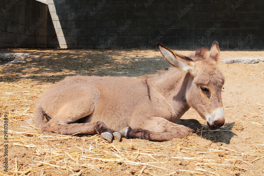 A baby donkey lies in a paddock on a farm. A baby donkey lies in a paddock on a farm.