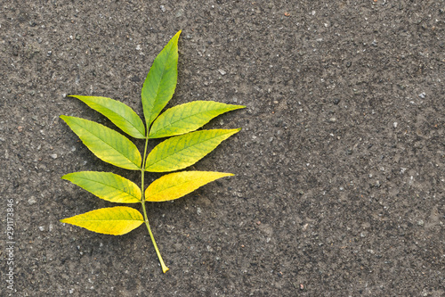 A yellow-green plant leaf lies on the pavement on an autumn day and cast a soft shadow