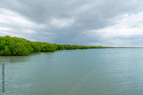 The scenery of lush mangrove forest by the sea