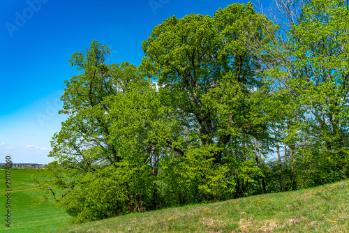Eine Baumgruppe auf einer Sommerwiese unter blauem Himmel