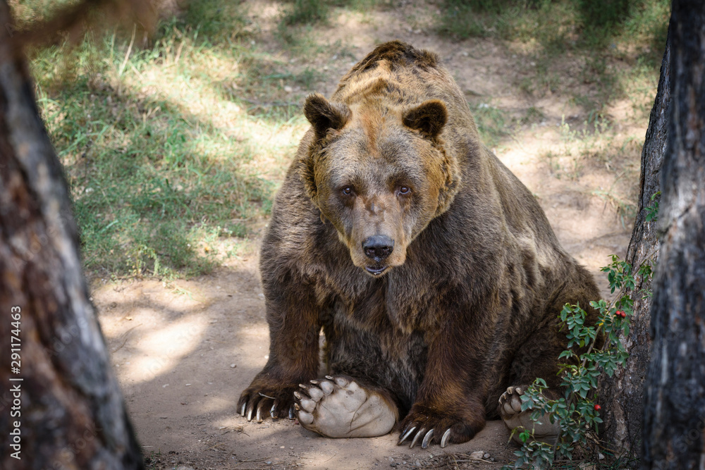 Fototapeta premium A brown bear in the forest. Big Brown Bear. Bear sits on a rock. Ursus arctos.
