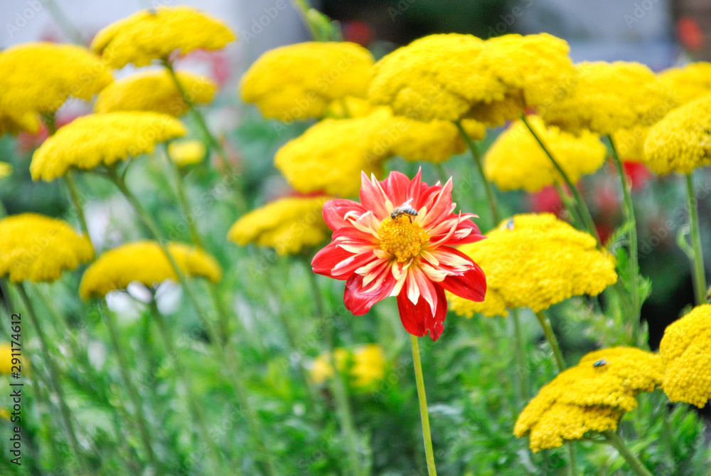 white and red flower among yellow flowers white and red flower among yellow flowers