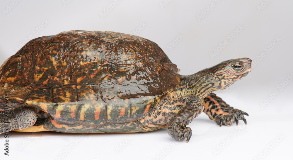 Fototapeta premium Furrowed wood turtle