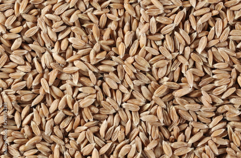 Macro spelt grain background and texture Macro spelt grain background and texture