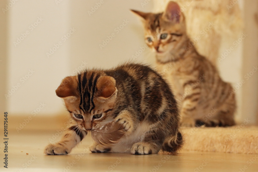 Obraz premium Katzenwelpe