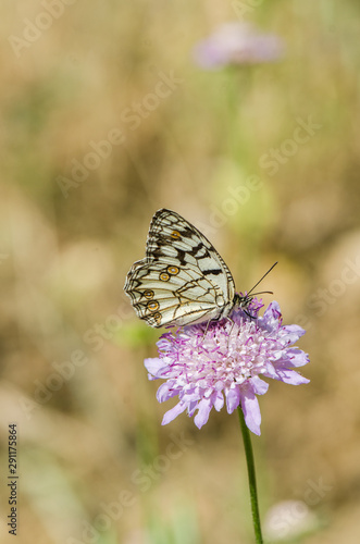 Spanish marbled white, Melanargia ines, . Andalusia, Spain. © Pale.photography