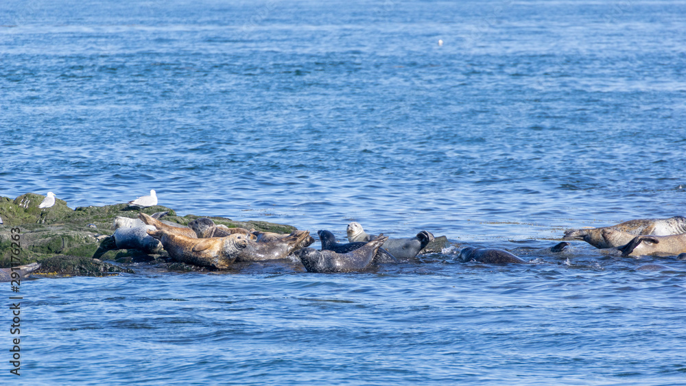 Fototapeta premium Seals Bay of Fundy