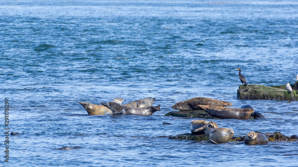 Fototapeta premium Seals Bay of Fundy