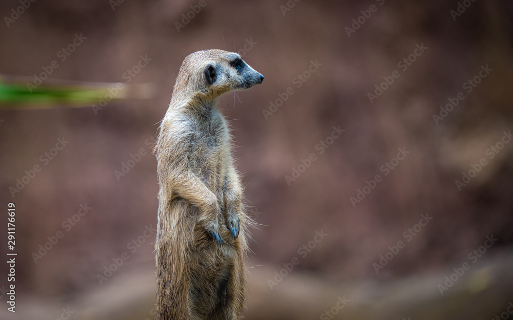 Fototapeta premium Meerkat Wildlife Animal In Natural Zoo