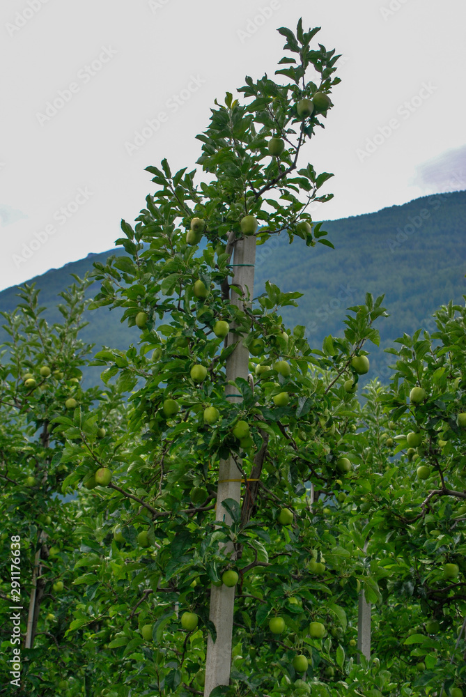 Fototapeta premium apple trees in italian Alto Adige region