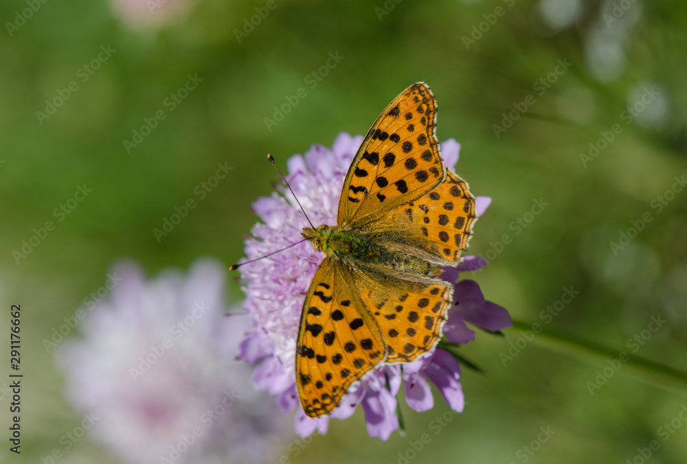 Queen of Spain fritillary, issoria lathonia, Andalucia, Spain. Queen of Spain fritillary, issoria lathonia, Andalucia, Spain.