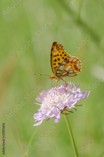 Queen of Spain fritillary, (issoria lathonia) butterfly, Andalucia, Spain