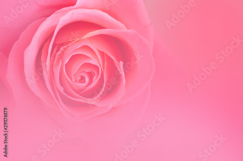  Pink roses blurred background