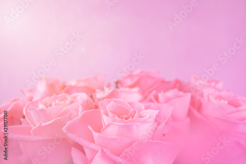  Pink roses blurred background