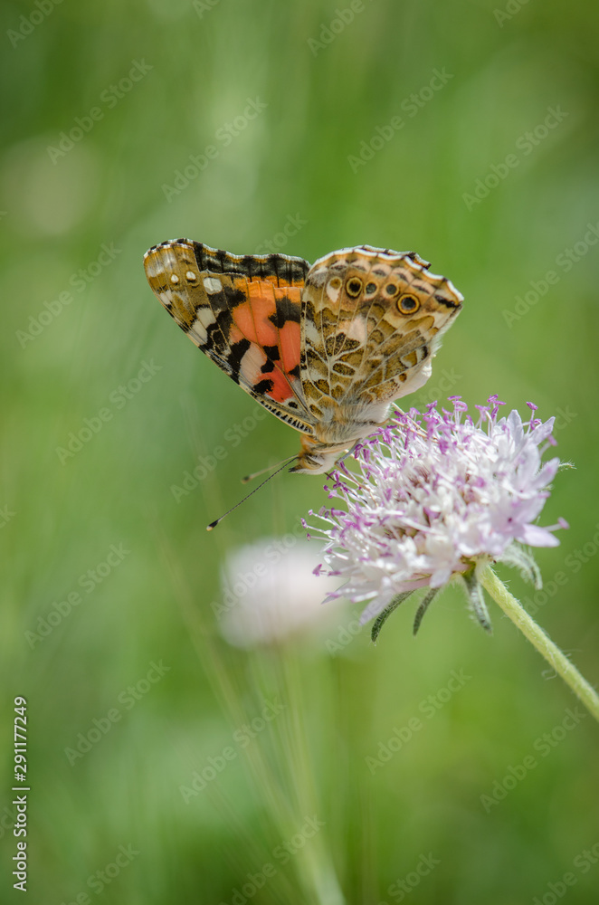 Painted lady, butterfly, (vanesa cardui), basking in sun on flower,. Andalusia, Spain, Painted lady, butterfly, (vanesa cardui), basking in sun on flower,. Andalusia, Spain,