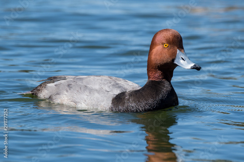 Redhead Duck (Aythya americana)