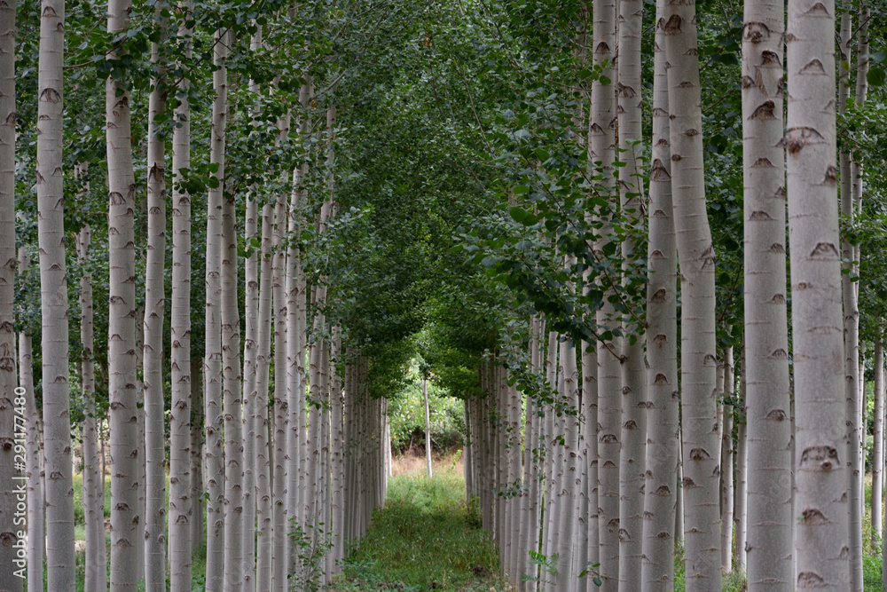 gallery formed by trees in rows gallery formed by trees in rows