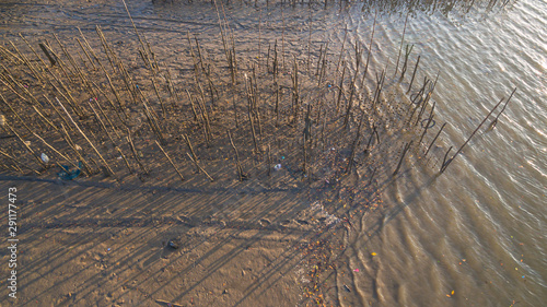 Pine woods stitck in the mud of the riverbank at Ban Samchong fishing village. photo