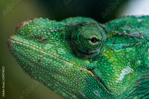 Meller's Chameleon (Trioceros melleri)