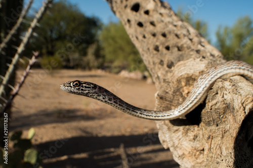 Coachwhip (Masticophis flagellum) Snake photo