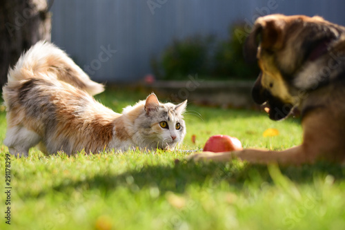 Fototapeta Naklejka Na Ścianę i Meble -  cat and dog share an apple on a green lawn