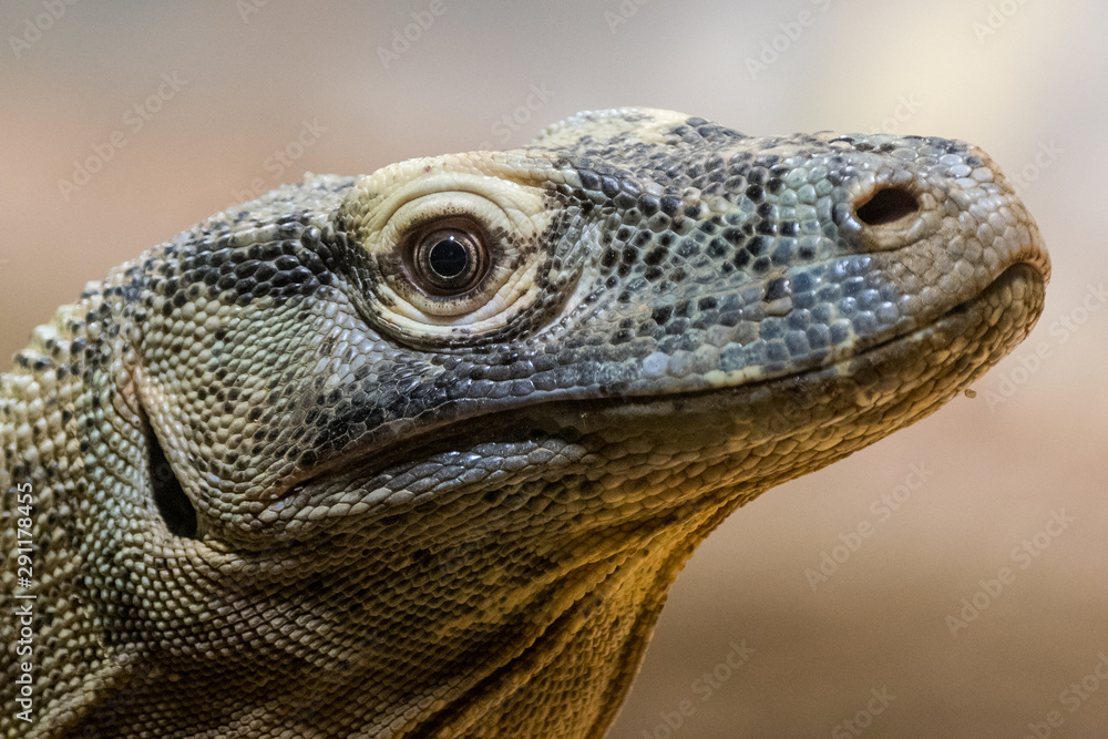 Fototapeta premium Komodo Dragon (Varanus komodensis)