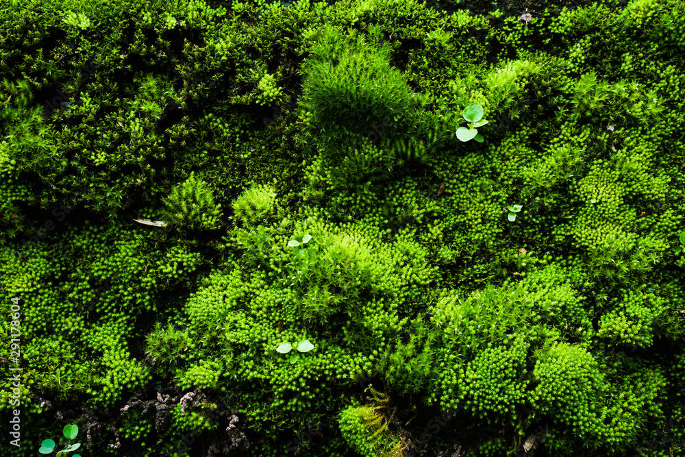 Moss occurs at the old wall that has been exposed to rain for a long time.