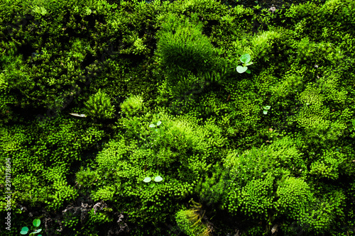 Moss occurs at the old wall that has been exposed to rain for a long time. © waraphot