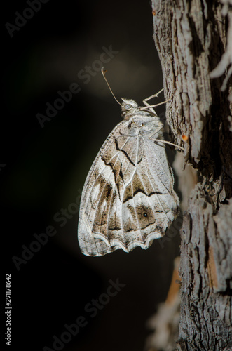 Striped grayling, (Hipparchia Fidia) butterfly. Camouflaged, Andalusia Spain. photo