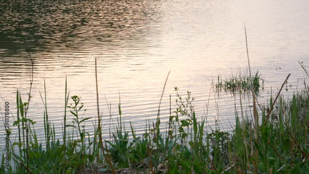 Soft Pink Light on the Water in the Danube Wetlands at Sunset in Spring