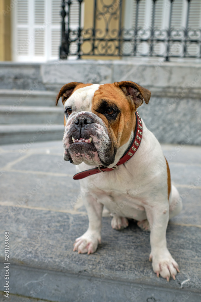 English bulldog dog posing for the camera