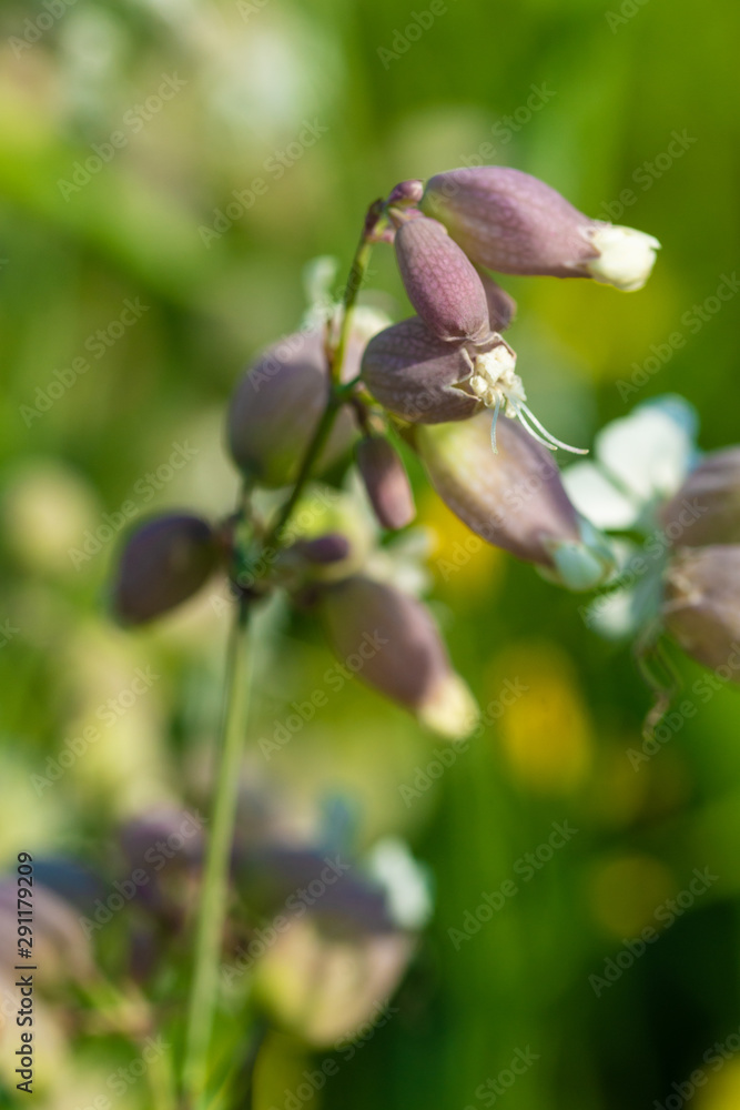 Obraz premium unopened buds of white flowers on blurred natural background 