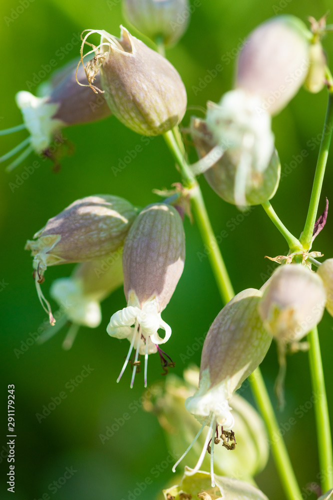 unopened buds of white flowers on blurred natural background unopened buds of white flowers on blurred natural background
