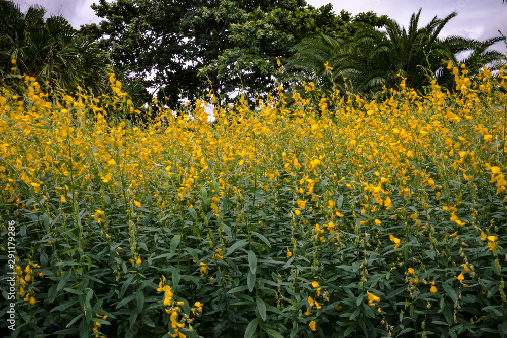 Obraz premium Maximilian Sunflower in the garden
