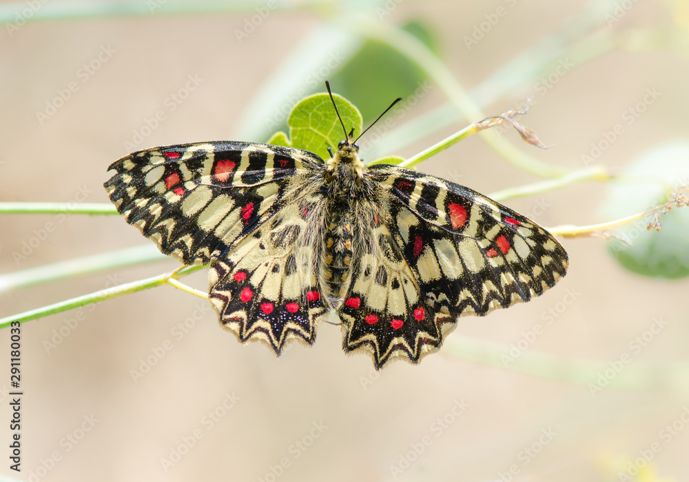 Spanish festoon, butterfly, Zerynthia rumina, sunbathing, Andalusia