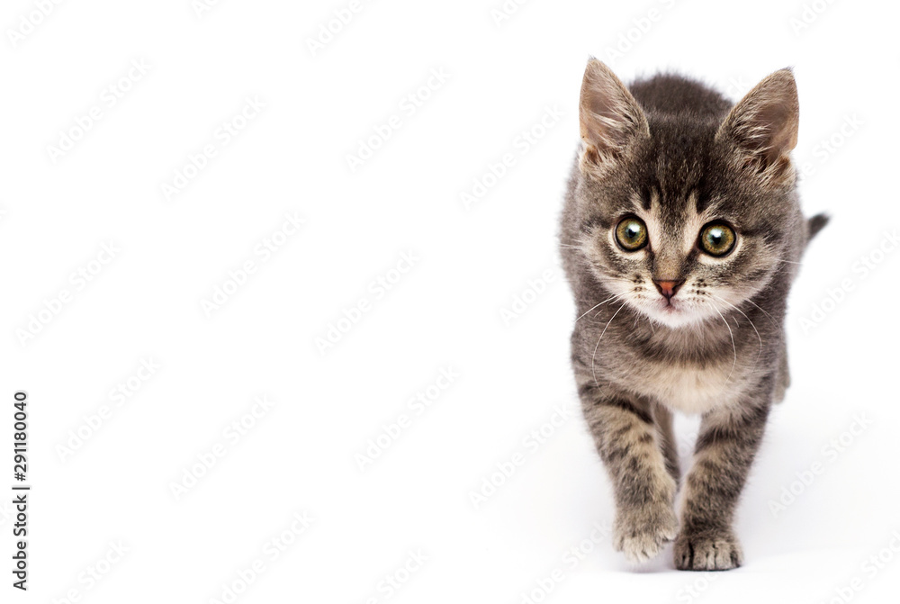 striped kitten is walking on a white background