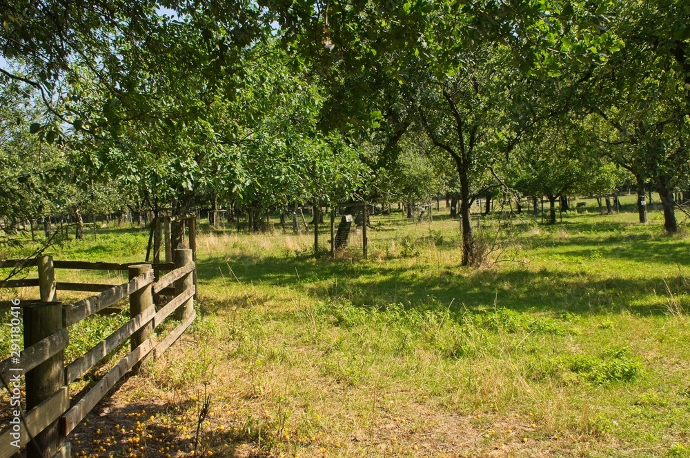 an orchard on a meadow