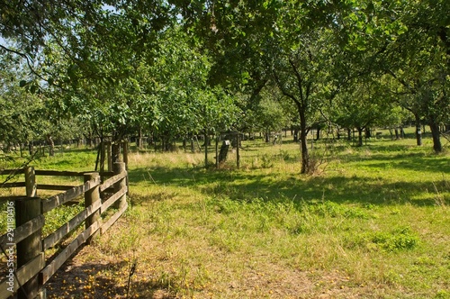 an orchard on a meadow