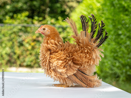 Pretty young Japanese Bantam / Chabo chicken, standing facing left. With a green natural background. Tail fierce in air.