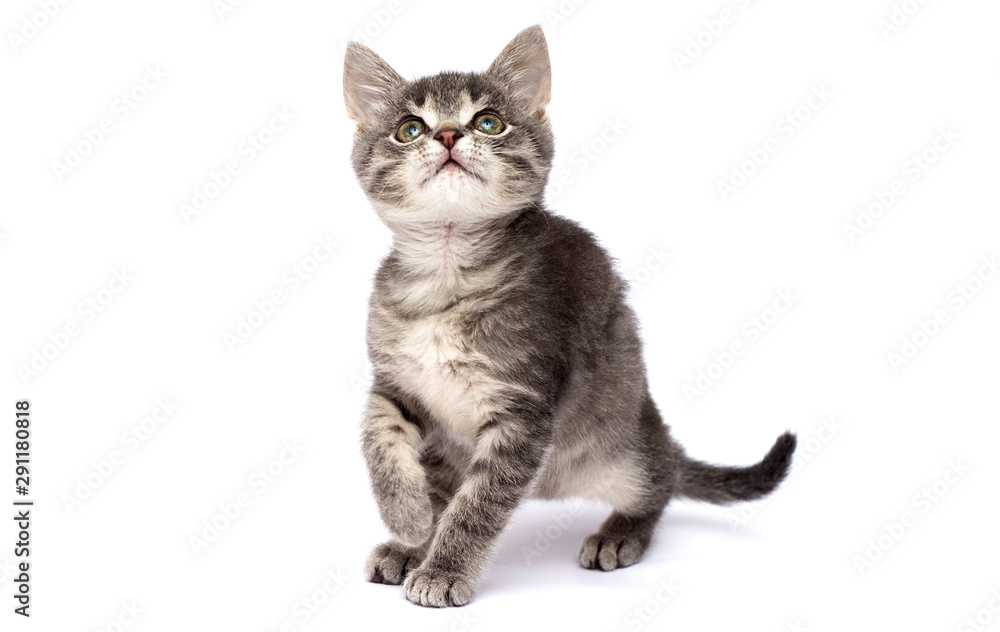 striped kitten is walking on a white background striped kitten is walking on a white background