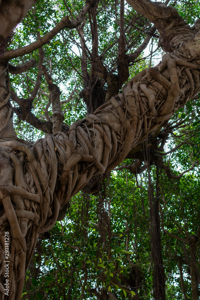 Fototapeta premium City park in Marsala with old large ficus banyan trees for shadow in summer time, Italy