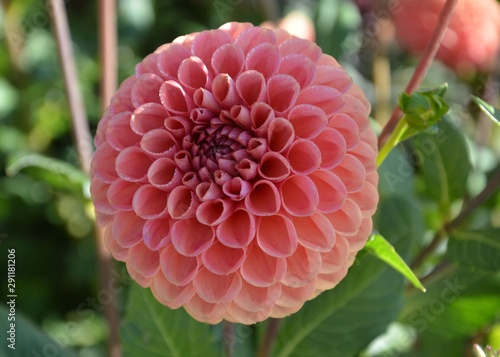 Balldahlie palmares - Dahlia - Dahlienblüte leuchtend orange blühend im Herbstgarten photo