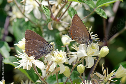 Kreuzdorn-Zipfelfalter (Satyrium spini), Griechenland - blue spot hairstreak, Greece photo