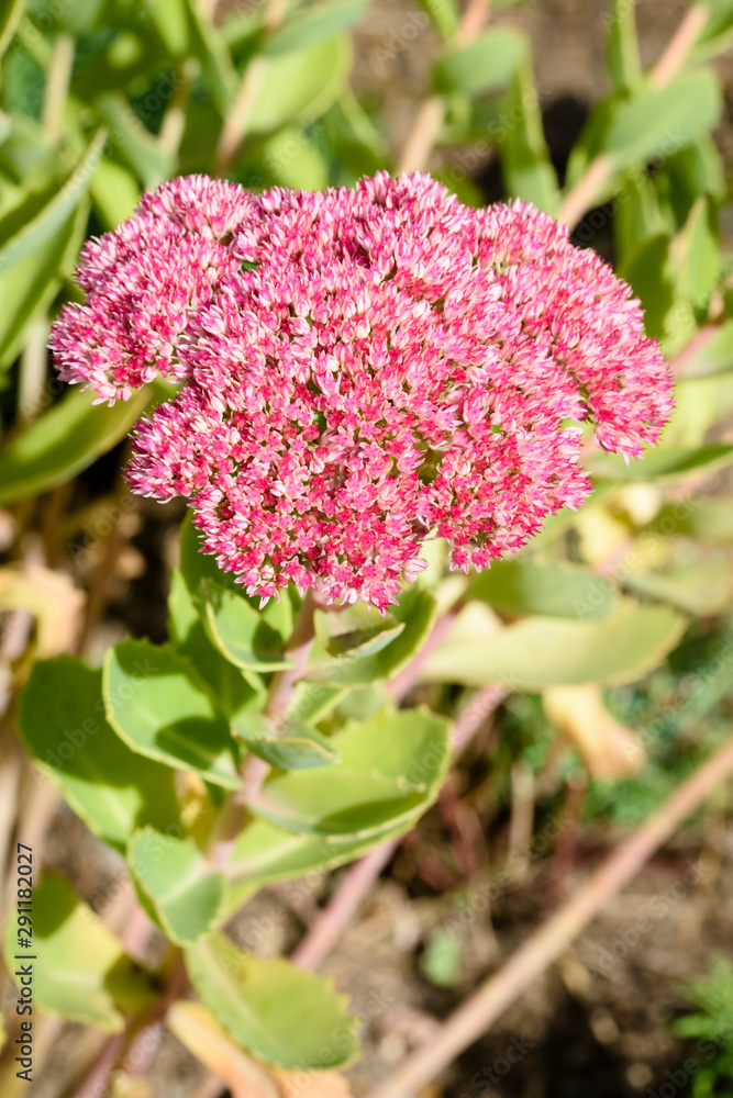 Obraz premium Flowers of the sedum or Orpine, Livelong (hylotelephium Matrona). Summer Flower Heads of the Perennial Succulent - hylotelephium Matrona