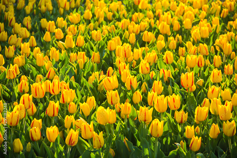 Beautiful Dutch red yellow tulip flowers of special (kind, variety) breed field in spring time, the Netherlands (Holland), Keukenhof, Lisse