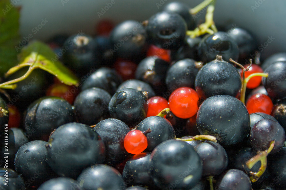 Mixed berries Currants and Lingonberries close up Mixed berries Currants and Lingonberries close up