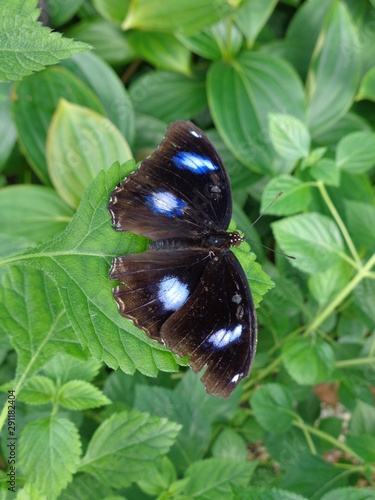 black butterfly on leaf