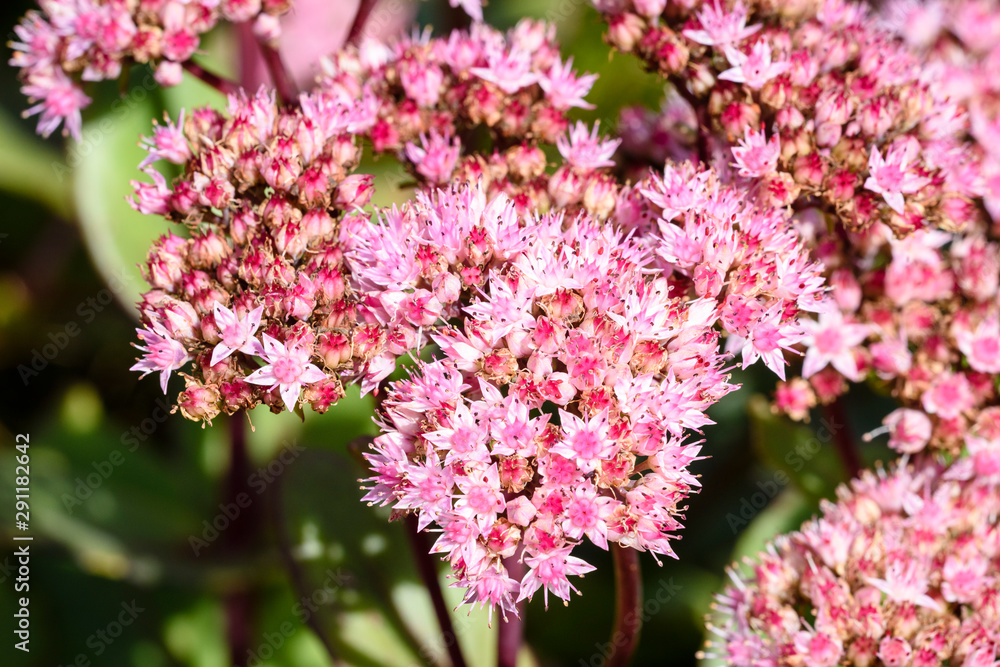 Fototapeta premium Flowers of the sedum or Orpine, Livelong (hylotelephium Matrona). Summer Flower Heads of the Perennial Succulent - hylotelephium Matrona